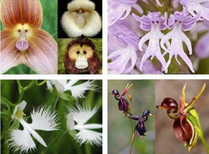 Orchids