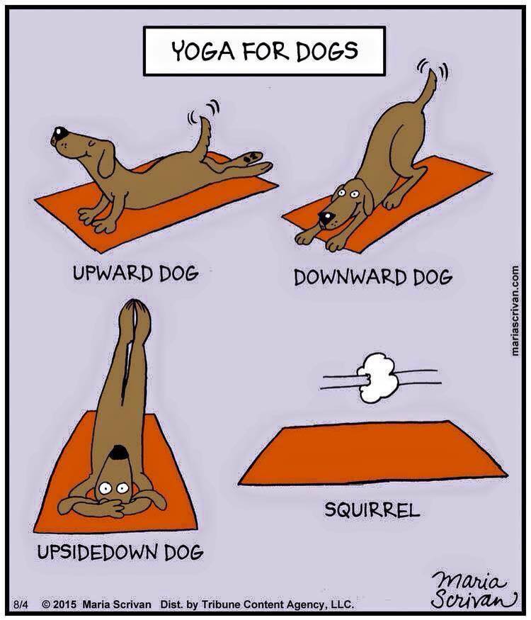 YogaForDogs